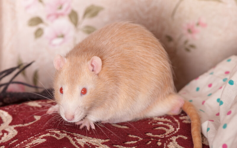 white rat